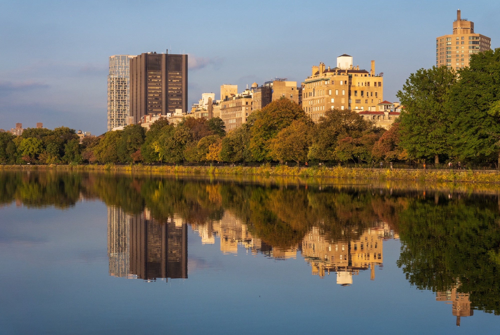 Five great trees to see in New York City in Autumn – Blue Crow Media